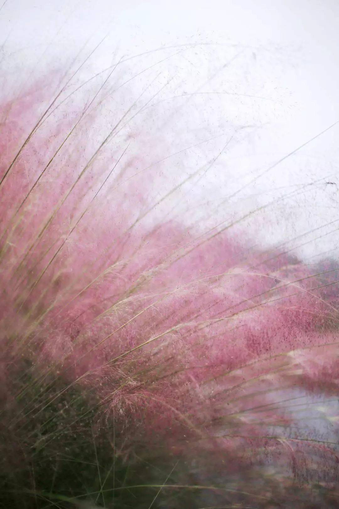 当季网红草来袭这些地方的梦幻粉黛等你来打卡