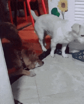 280_343gif 动态图 动图