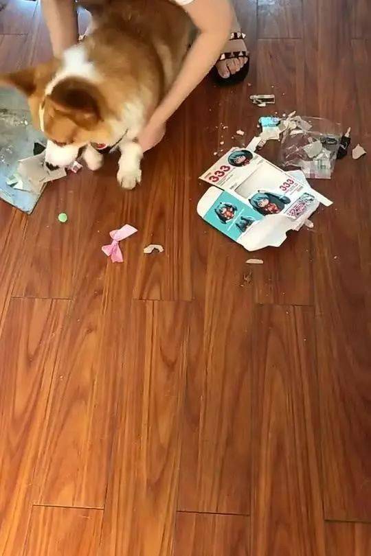 小柯基学二哈拆家,主人手把手教它做狗,网友:教育要从汪做起