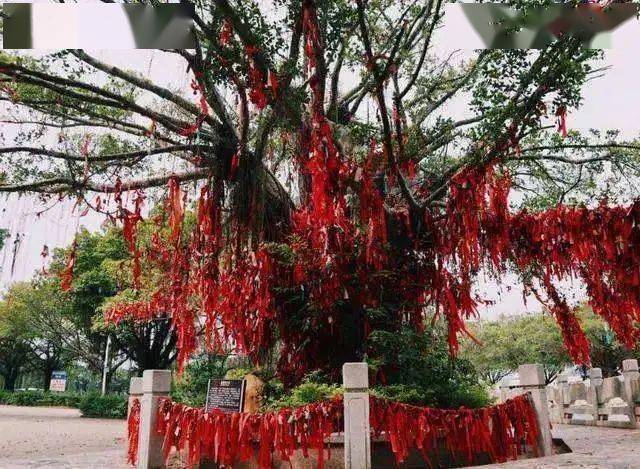 (图为某地用于祈愿的许愿树)除了各式各样的活动习俗之外七夕节时亦有