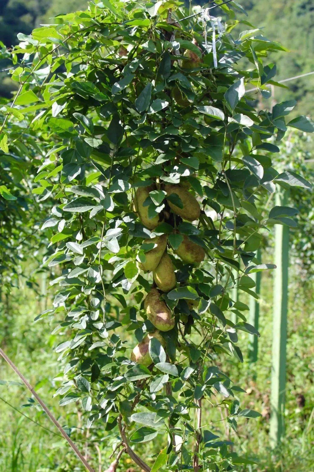 青川融媒直播首秀带您品尝童年的味道