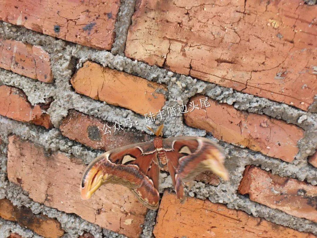 昨天,陆丰水墘村网友