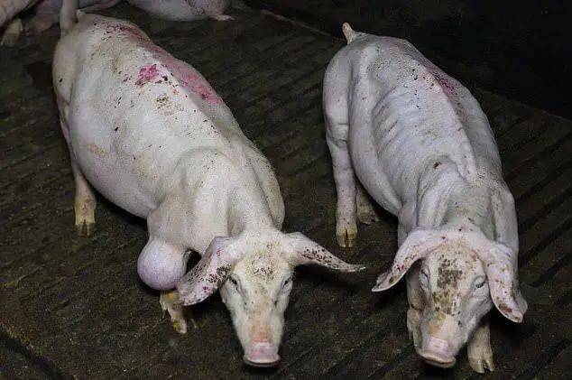 虐猪活猪瘦骨嶙峋死猪惨遭分食某高标准养猪场竟然这么干
