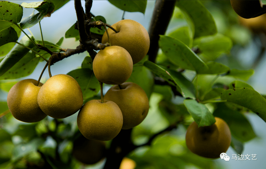 苏坝镇向阳村的丰水梨熟了