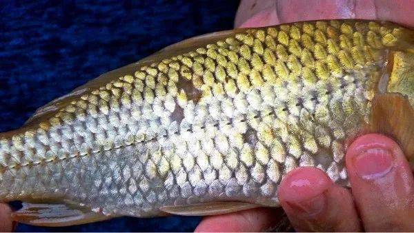 乡村振兴进行时不止狂欢体验别样的绿汁稻田开鱼节