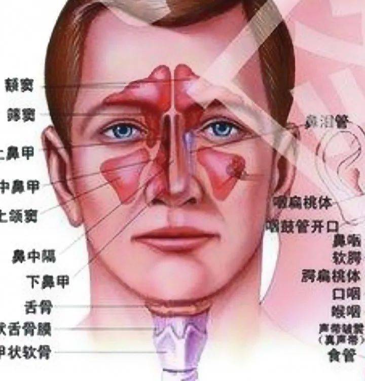 鼻腔位置图图片