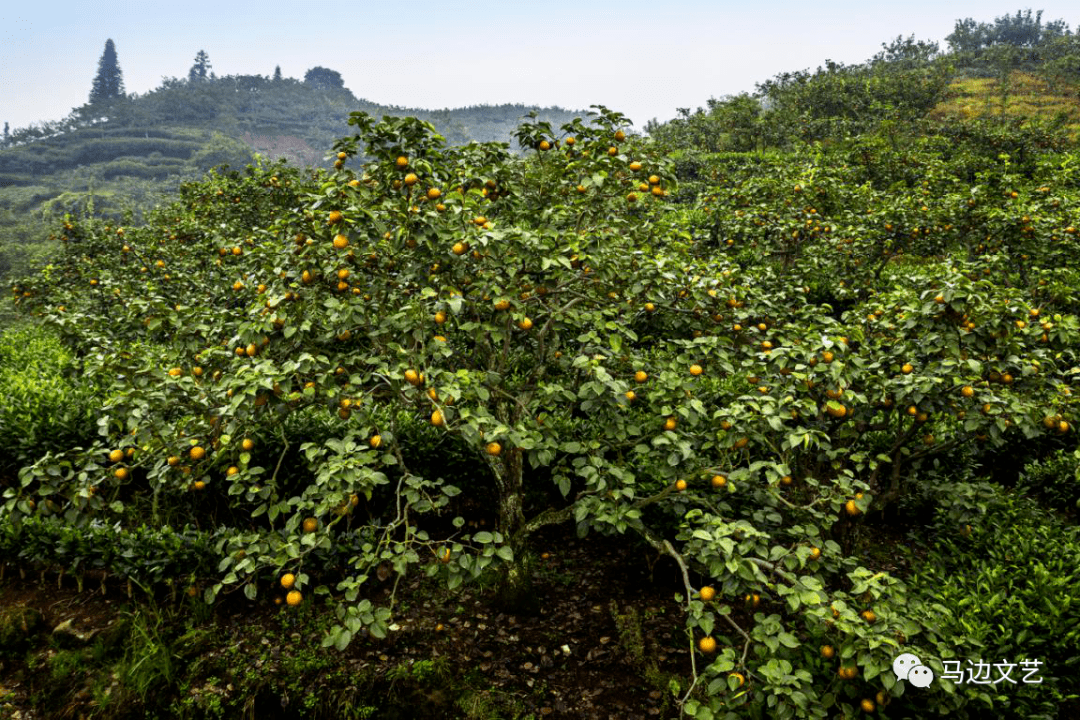 苏坝镇向阳村的丰水梨熟了