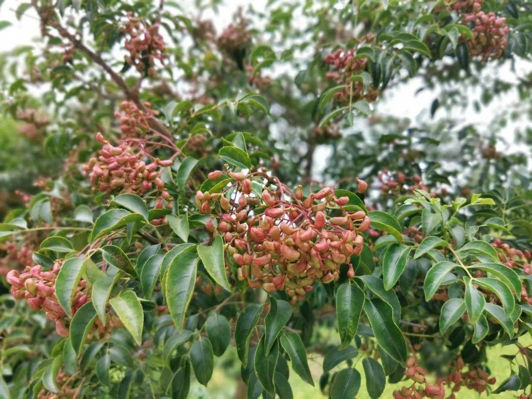 畲秘乌托邦,仿佛是藏在深山里的人间仙境!