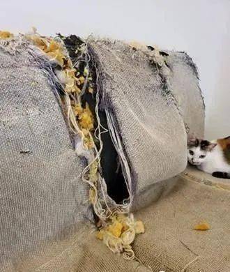 3只猫咪暴力拆家累倒睡一排奴才查看监视器傻眼