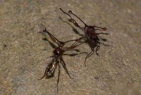 苍蝇界的比丑相亲大会越丑越容易交配长得像外星人你就赢了