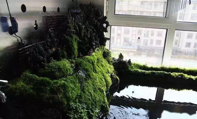 折腾房子虽小却困不住一颗养鱼的心阳台自建1米7扇形鱼池