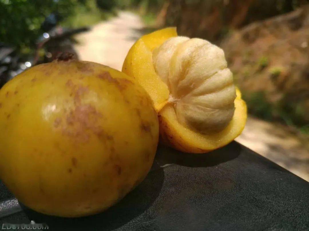 原产于马来西亚,如广东,广西,海南等地,生长于低山丘丘陵,它主要分布