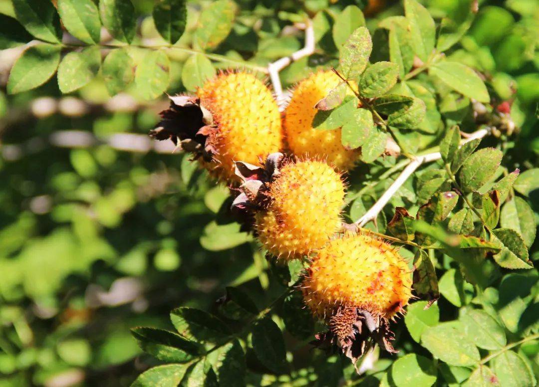 七星关这个金黄的小果果成熟啦