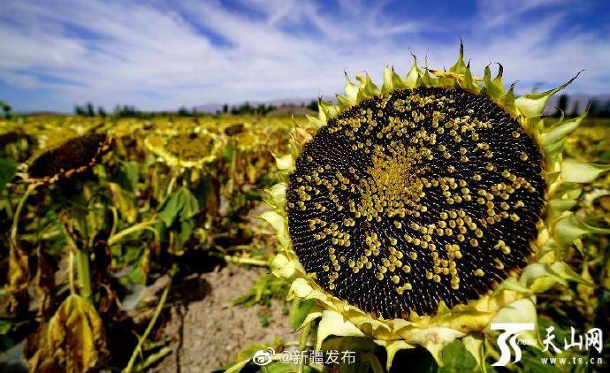 哈密市伊州区:5600亩食葵喜获丰收