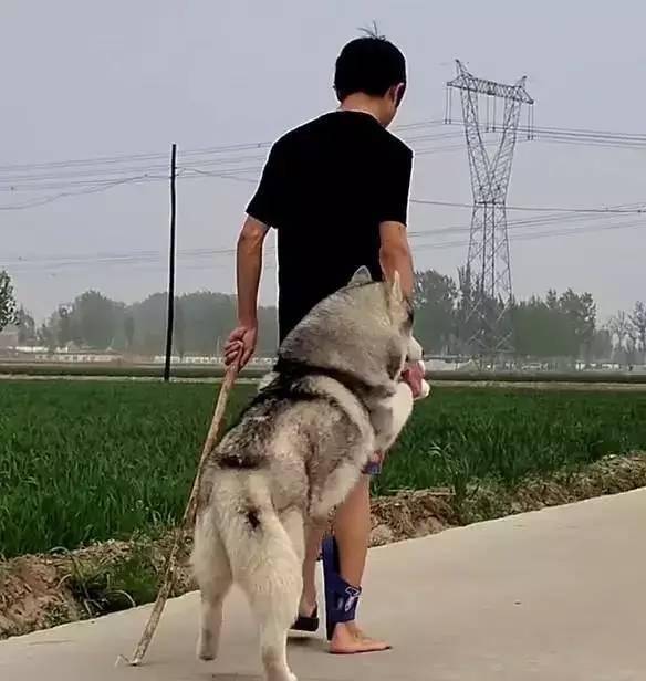 哈士奇撒手就没不回家,被主人拽着腿牵回去,画面惹人爆笑!_狗狗