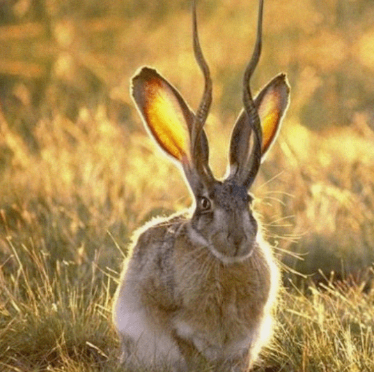 鹿角兔,传说在美国怀俄明州的道格拉斯出现的一种奇特野兔,是一种长有