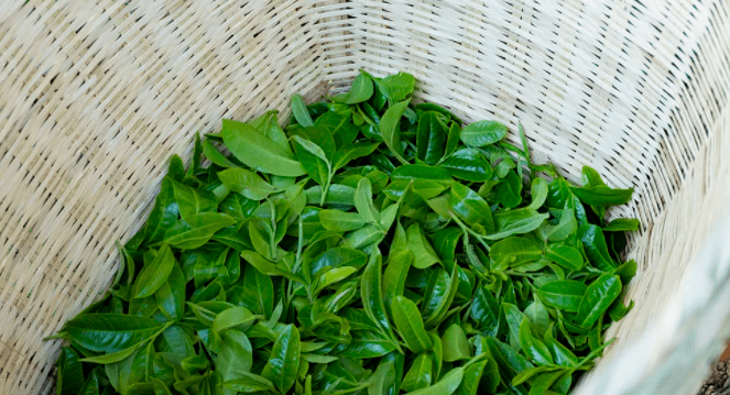 天下茶尊的临沧茶当以谁为尊