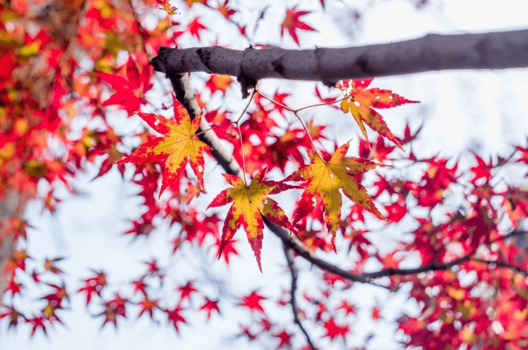 autumn秋天秋风轻舞秋意绵绵