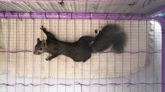 去年的魔王松鼠今年换完毛了耳毛没了感觉像是小松鼠了