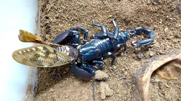 这蝎子的捕食能力比第一只强大了简直不是一个层次的