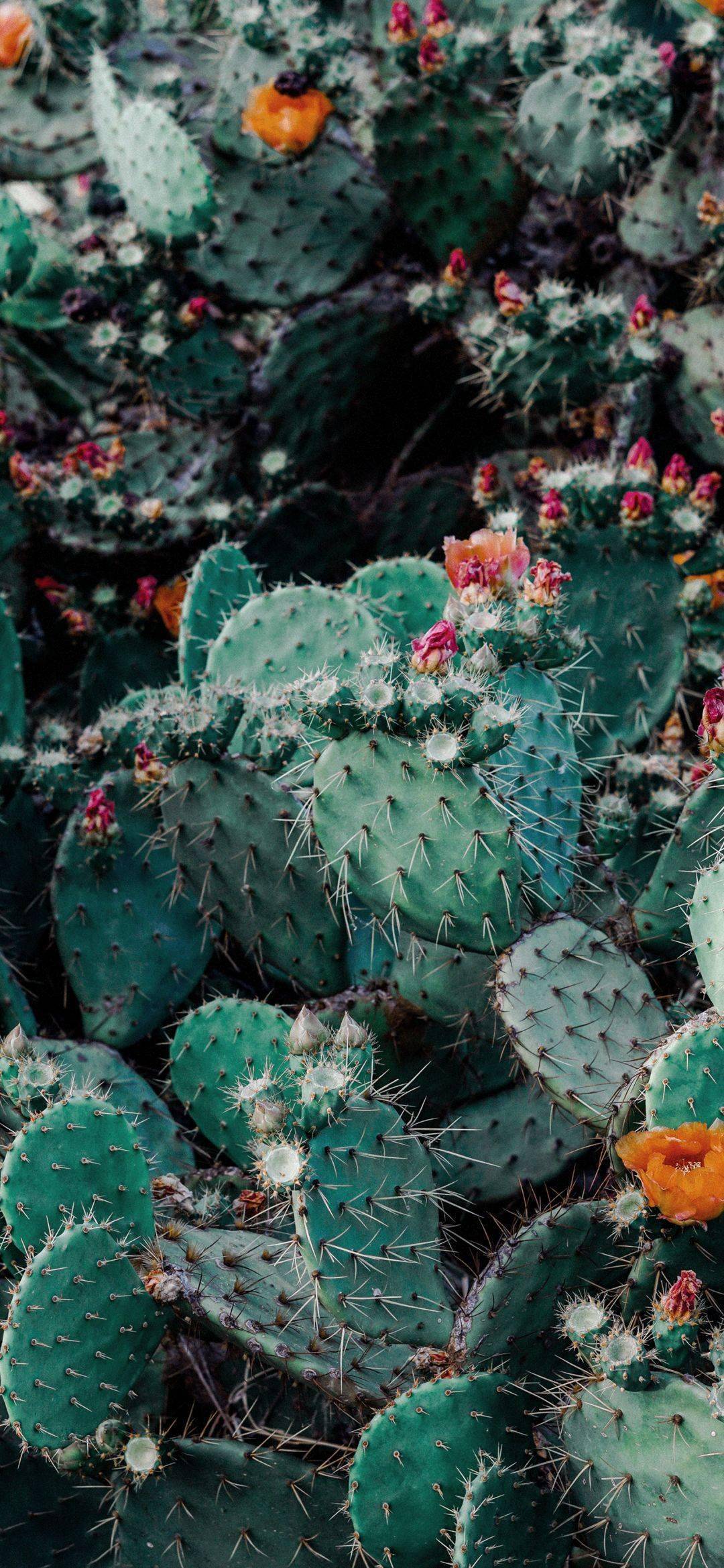 iphonex壁纸全面屏壁纸美图