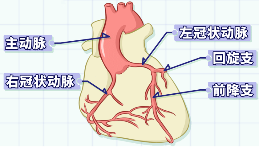 冠脉的位置图图片