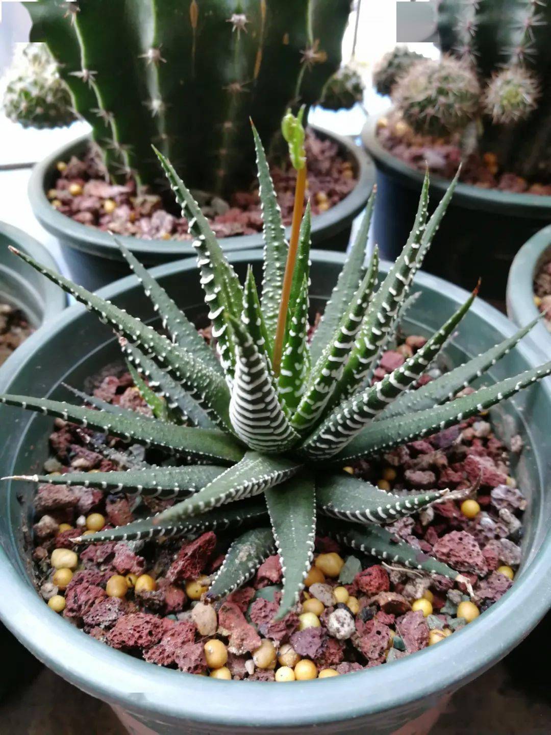 十二卷类多肉植物是时下比较热门的品种,又分为硬叶和软叶两大系列.