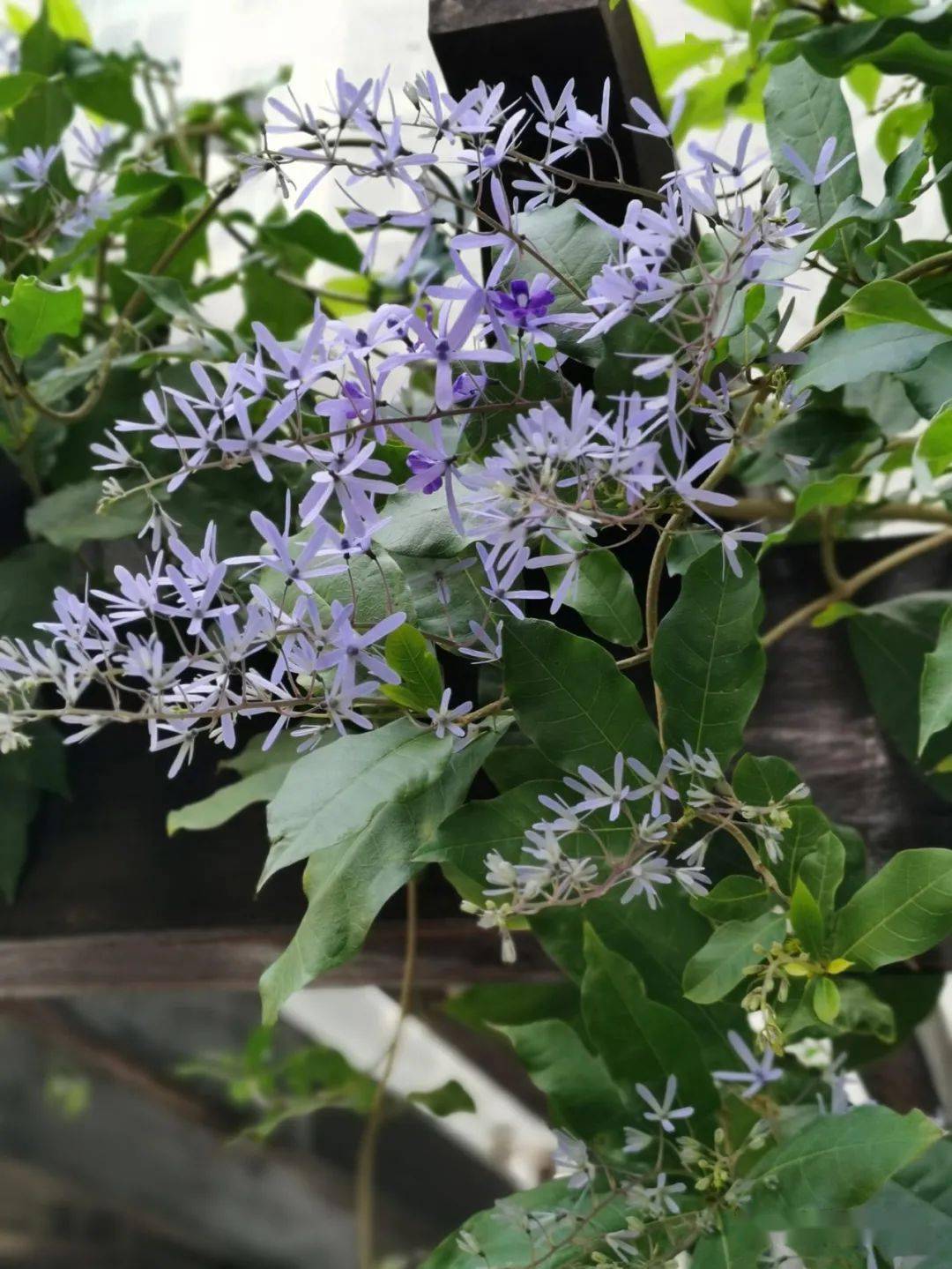 漂亮的蓝花藤南方有院子的花友别错过花开时特别美