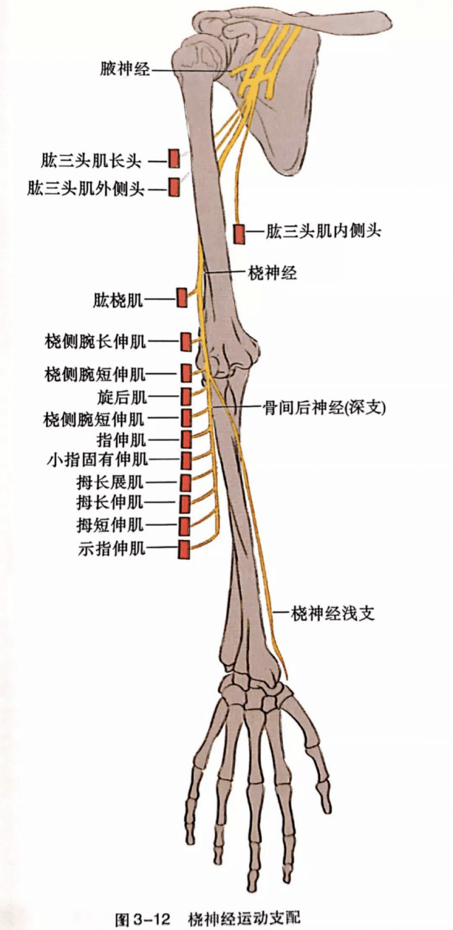 经过医生问诊及体格检查后