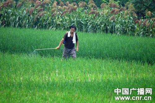 粮食浪费得欢,那是不知种田的苦-搜狐大视野-搜狐新闻