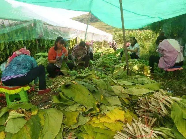 宣威双河乡:旱烟丰收 农户增收底气足