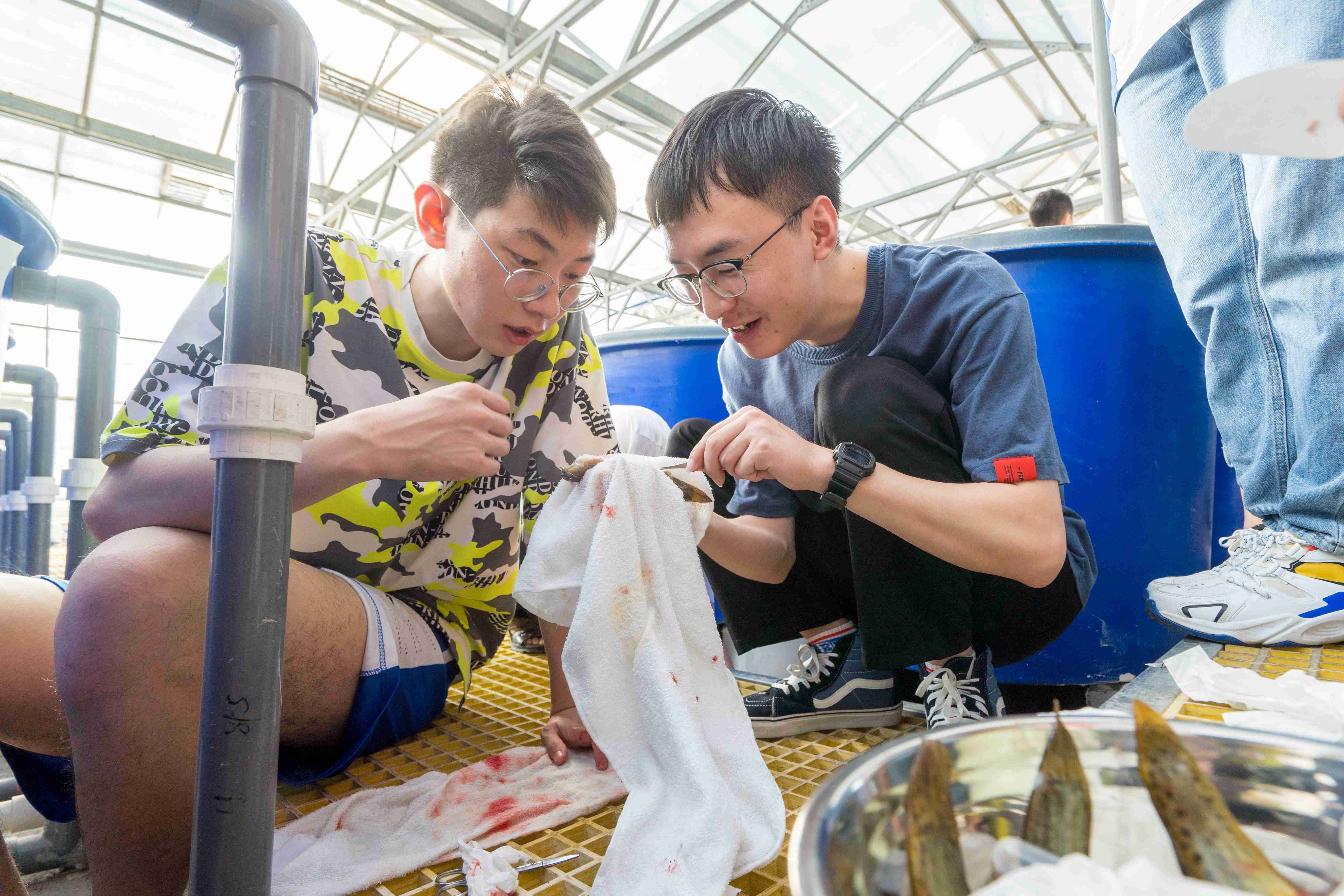 泥鳅人工繁殖实习课中,水产1702班李泽请,曾鸣同学正在取精 刘博文 摄