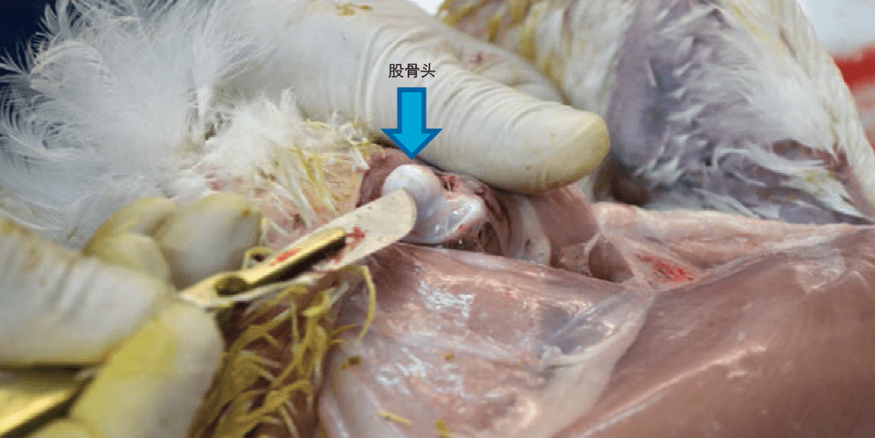 鸡腿骨解剖图图片
