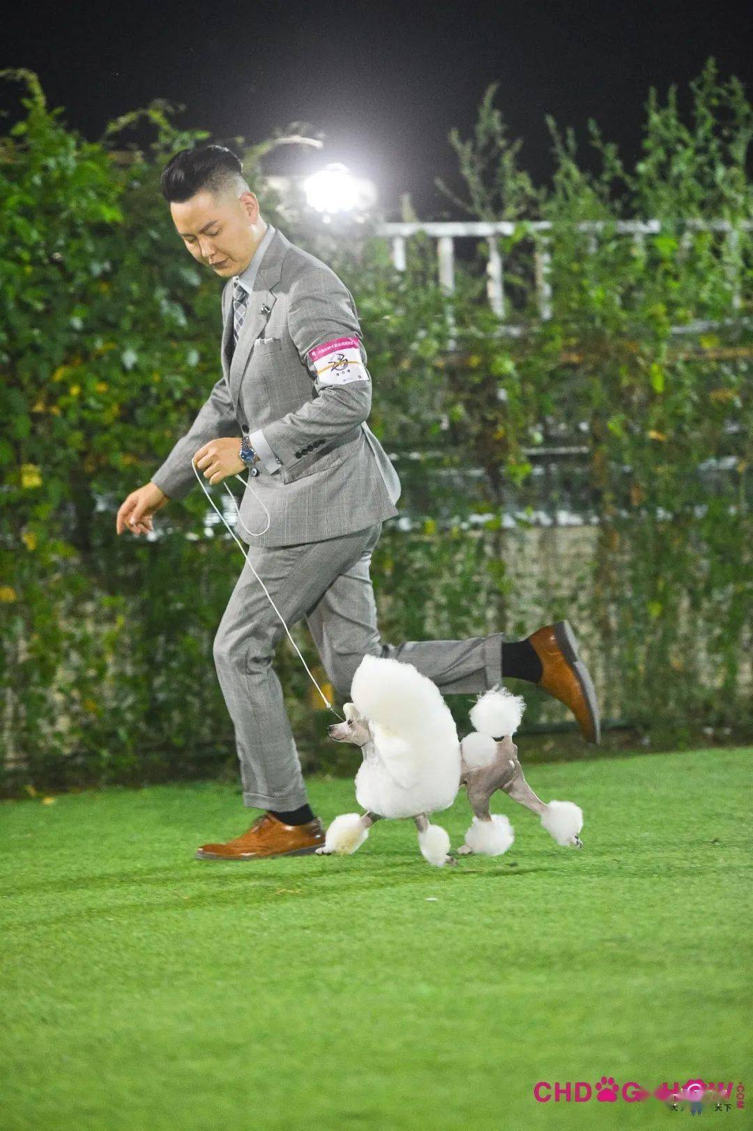 光号4,柴犬指导手:穆洪马犬主:穆洪马lucy3,惠比特犬指导手:王硕犬主