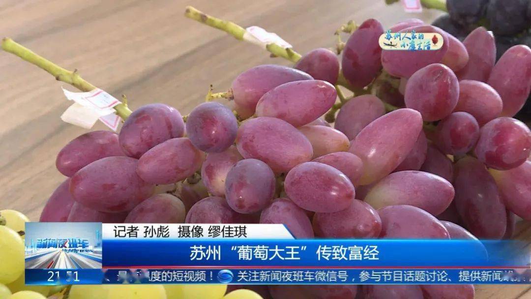 别人都叫他"葡萄大王",凭啥?_徐卫东