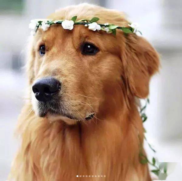 【爱宠】带着花环的金毛像极了花仙子,太惊艳啦!