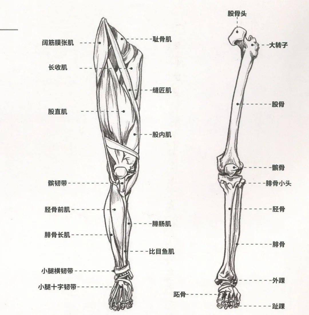 老鹰的腿骨结构图图片