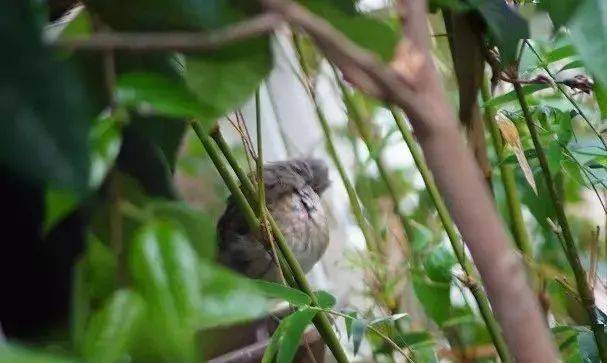 鸟友汇散养乐趣多