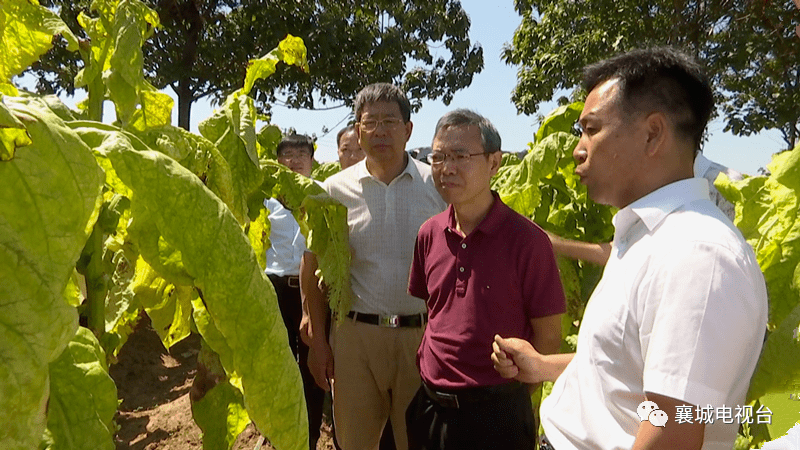 中国烟叶公司副总经理刘建利来襄调研烟叶烤房"电代煤"工作
