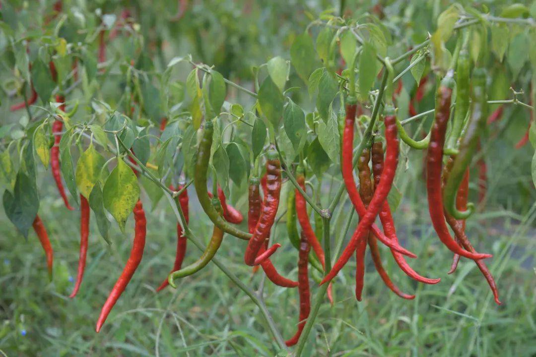 大方:辣椒迎丰收