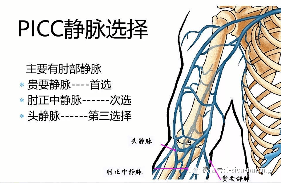 picc肱静脉解剖图图片