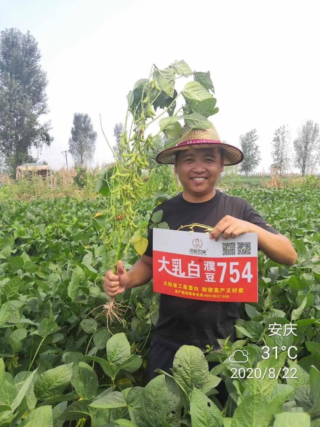 耐密型高蛋白夏大豆品种---濮豆754
