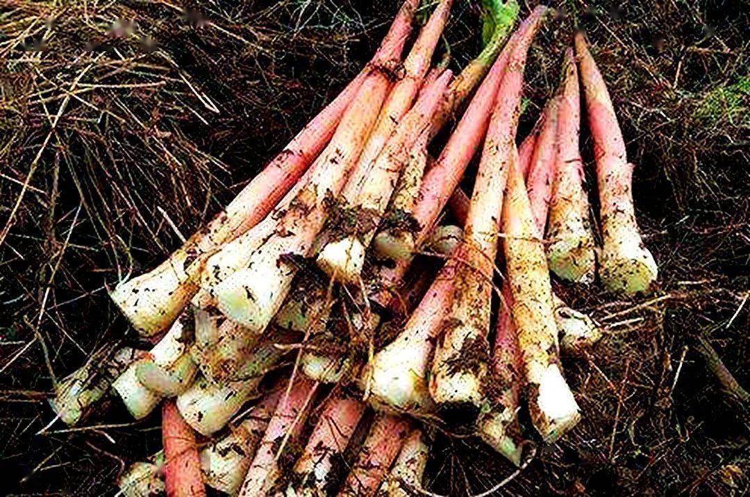 以前农村常吃的野菜洋荷,清炒就特别美味,在国外叫亚洲人参,你们那