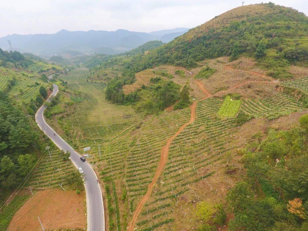 大方达溪红了辣椒富了百姓