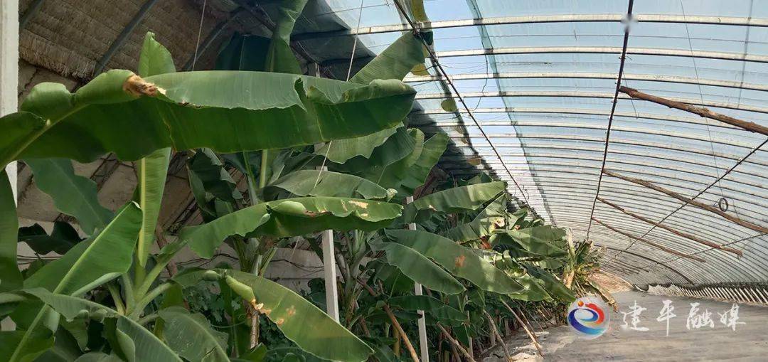 南果北种建平县试种香蕉成功