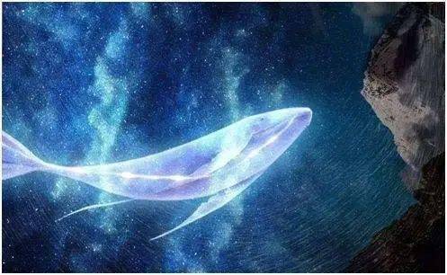 你看,这里有一条鲸鱼耶!