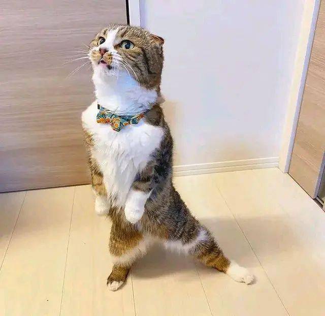 网友逗猫玩猫站起来后做了一个趣味十足的动作