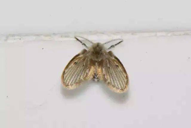 生活厕所中如见到这种小飞蛾最好不要直接拍死