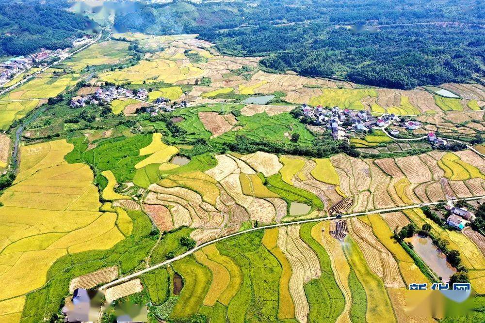 新华网镜头下新丰乡的田园风光也太美了