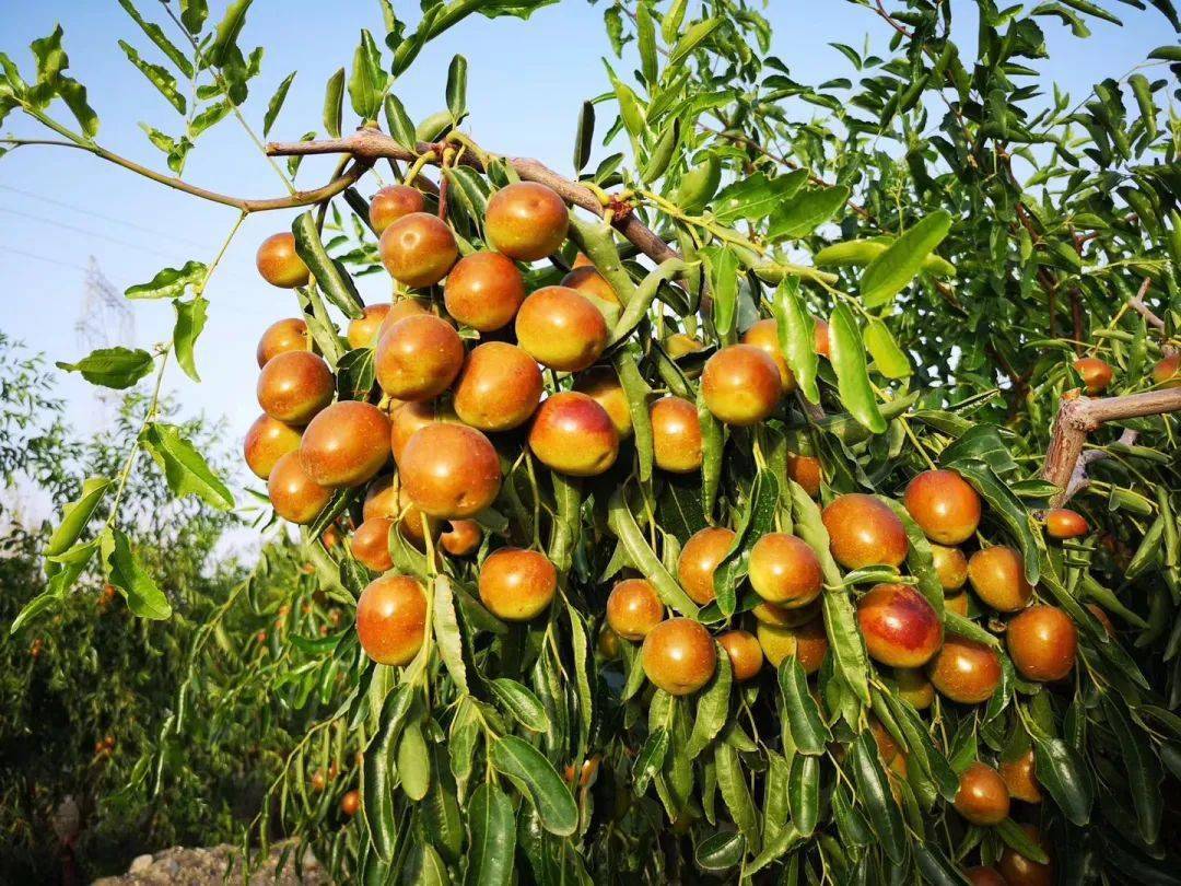 ▎库尔勒冬枣:小身材大味道,满足你从口感到营养的全方面需求_鲜枣